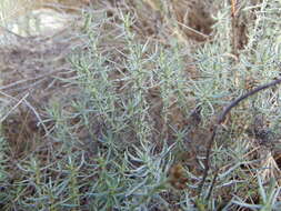 Image of Helichrysum italicum subsp. italicum