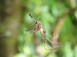 Image of Leucauge tessellata (Thorell 1887)