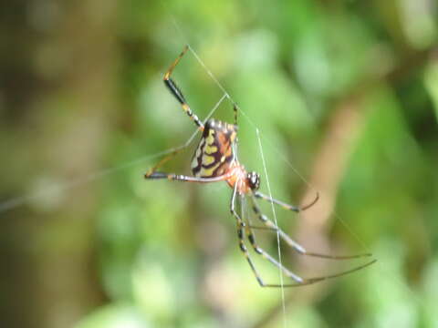 Image of Leucauge tessellata (Thorell 1887)