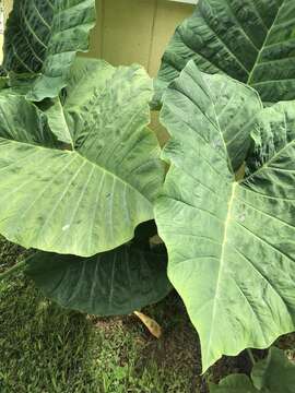 Imagem de Alocasia macrorrhizos (L.) G. Don