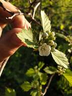 Image of Crataegus flabellata var. flabellata