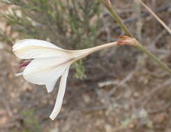 Image of Tritonia bakeri subsp. bakeri