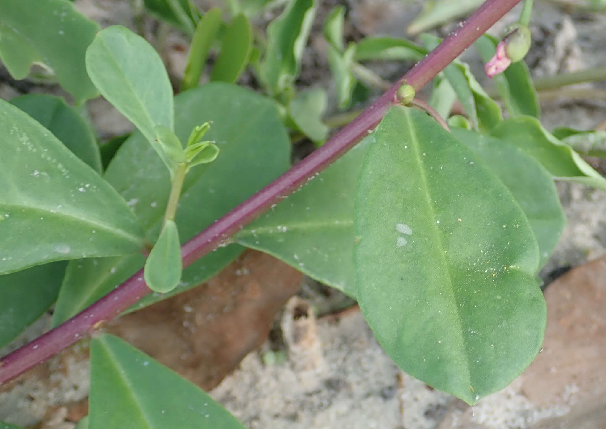 Image of flameflower