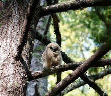 Image of Northern Spotted Owl