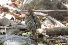 Imagem de Meleagris gallopavo mexicana Gould 1856