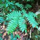 Image of Adiantum trapeziforme L.