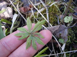 Image of arctic sweet coltsfoot