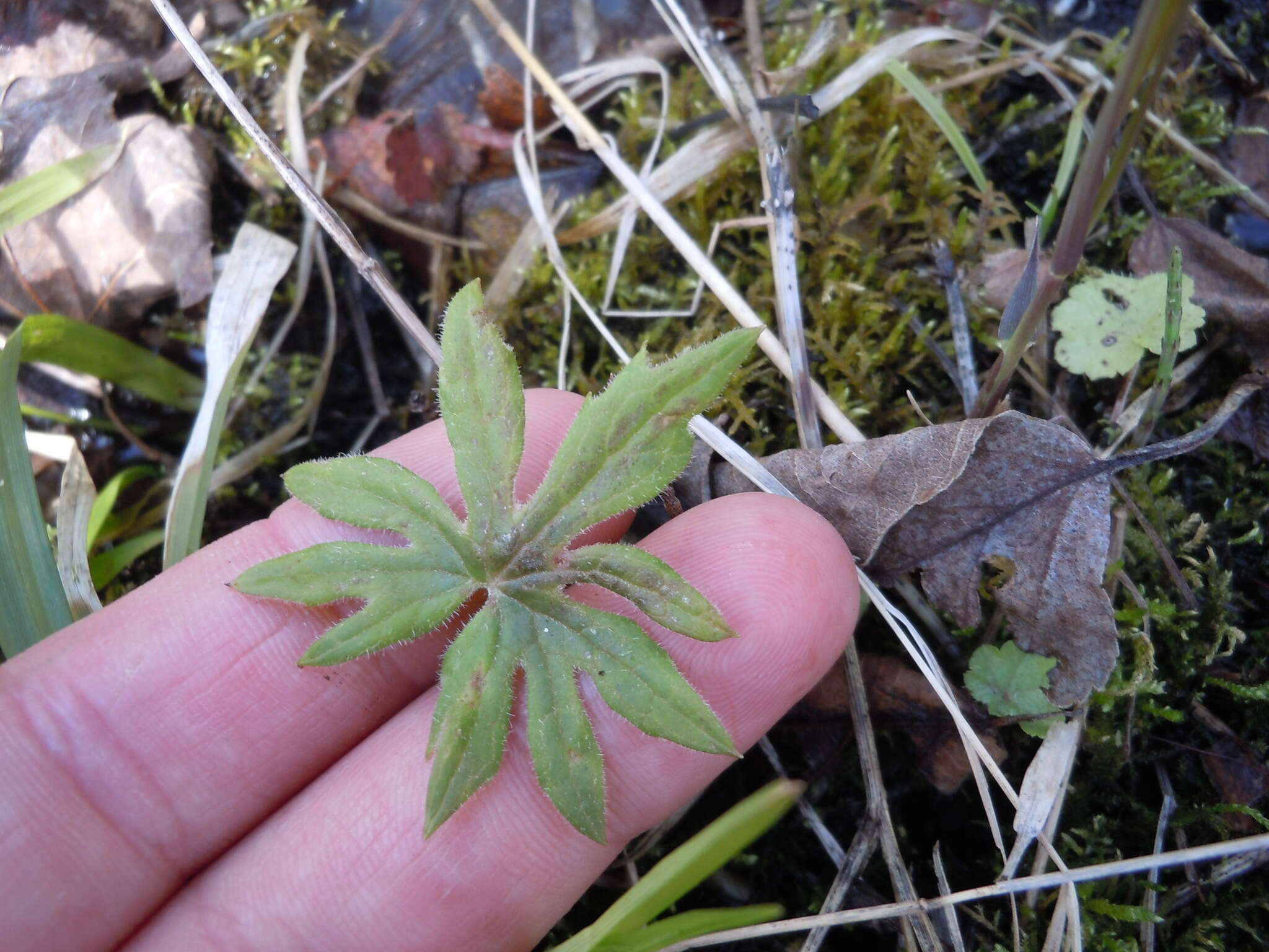 Plancia ëd Petasites frigidus (L.) R. E. Fr.