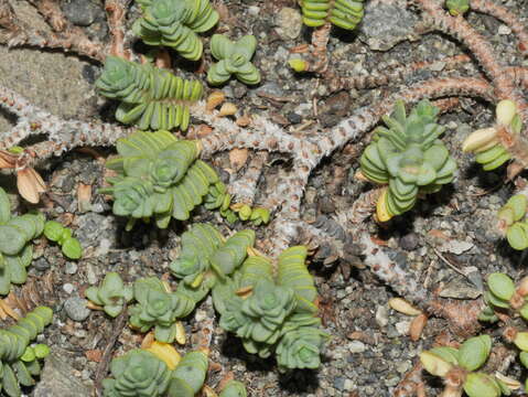 Image of Pimelea prostrata subsp. seismica C. J. Burrows