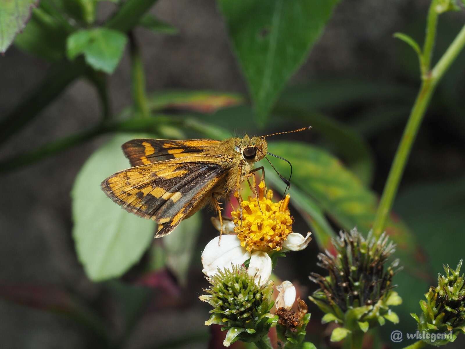 Potanthus trachala Mabille 1878 resmi