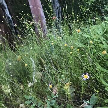 Image de Erigeron serpentinus G. L. Nesom