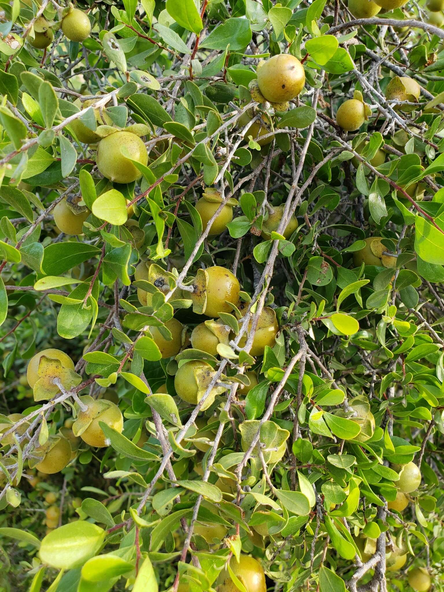 Diospyros intricata (A. Gray) Standl.的圖片