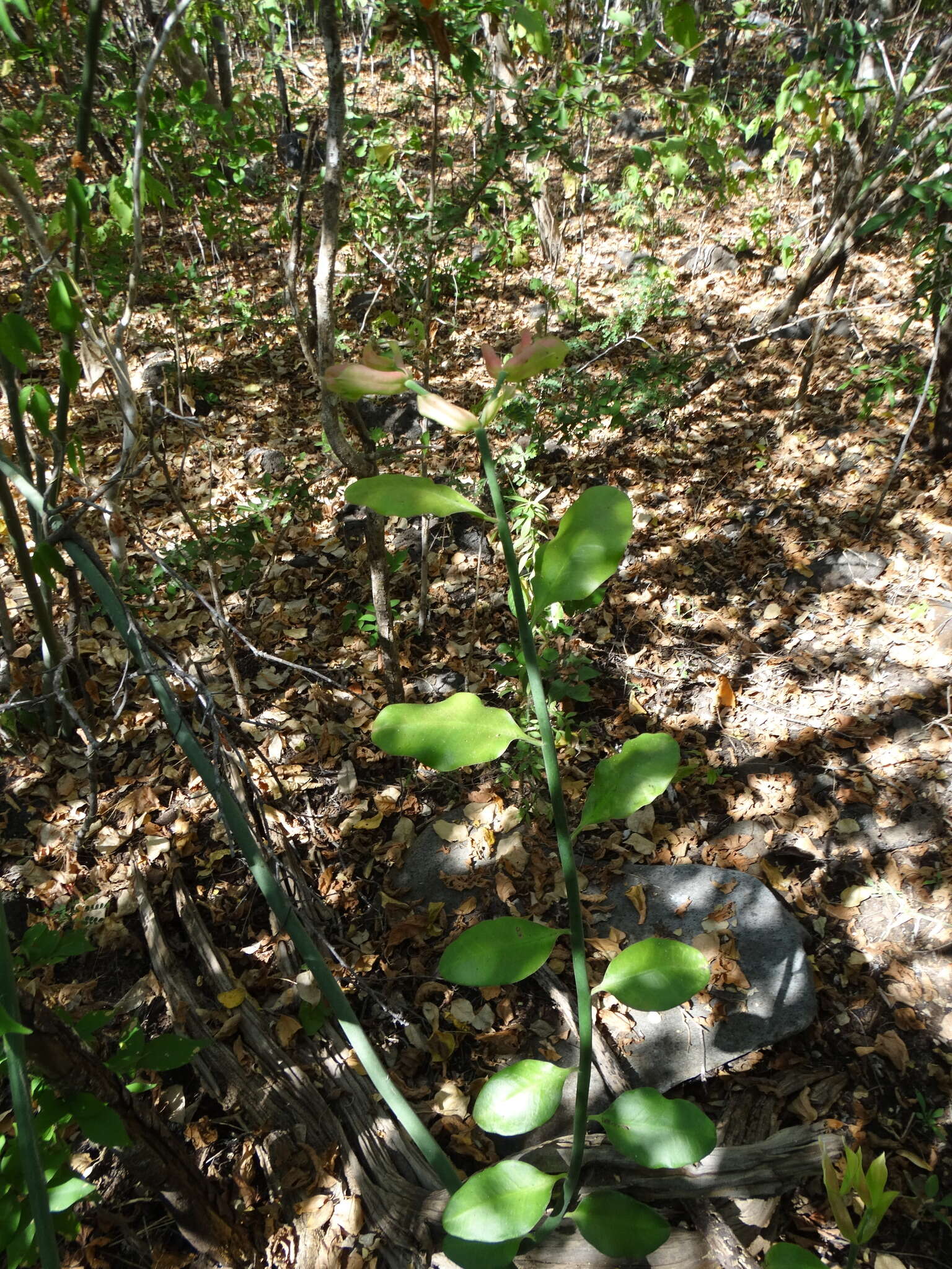 Sivun Euphorbia bracteata Jacq. kuva