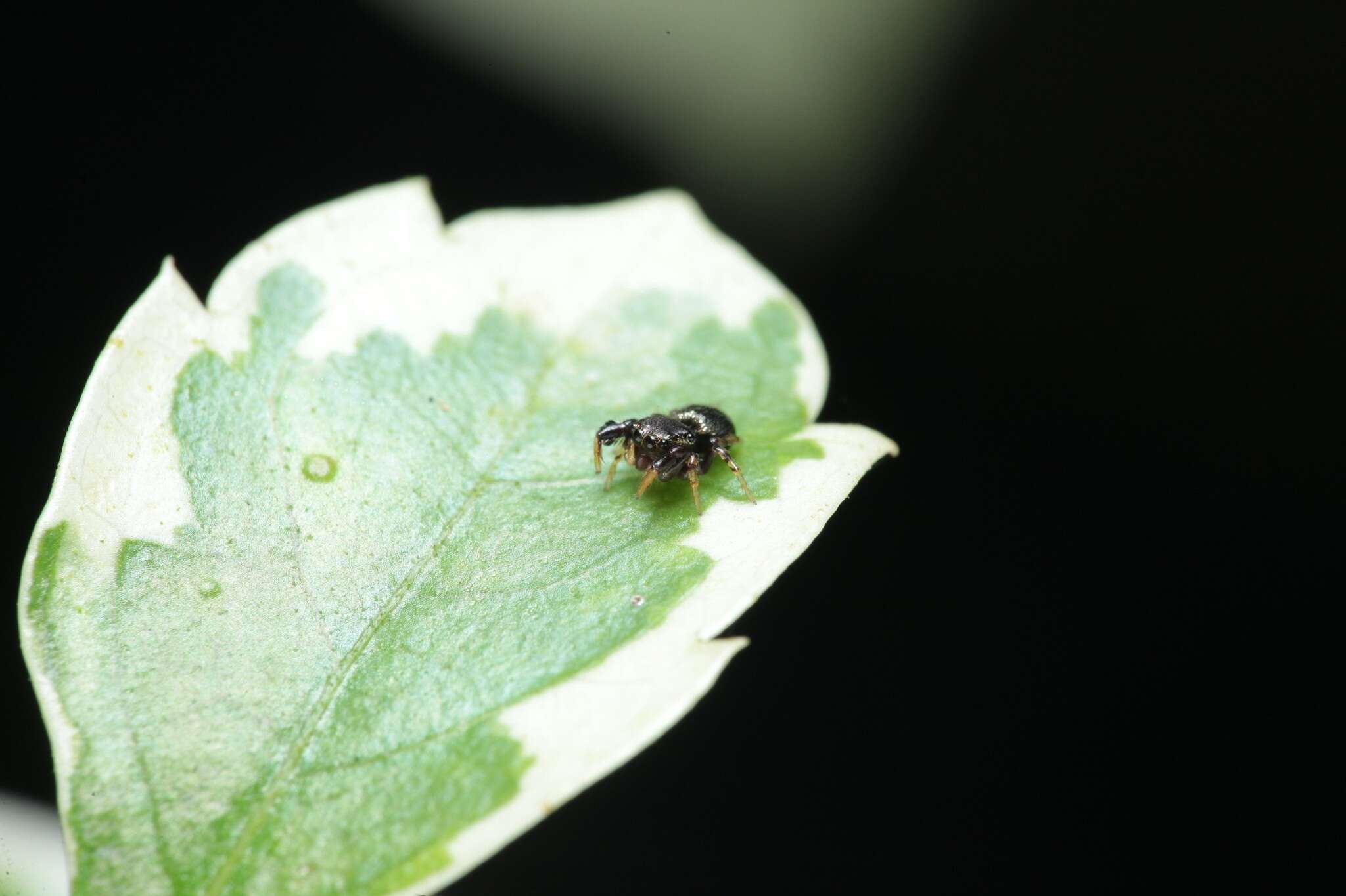 Image of Harmochirus brachiatus (Thorell 1877)