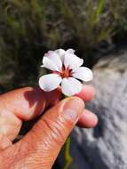 Image of Adenandra villosa subsp. villosa