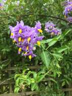 Image of Chilean Nightshade Chilean