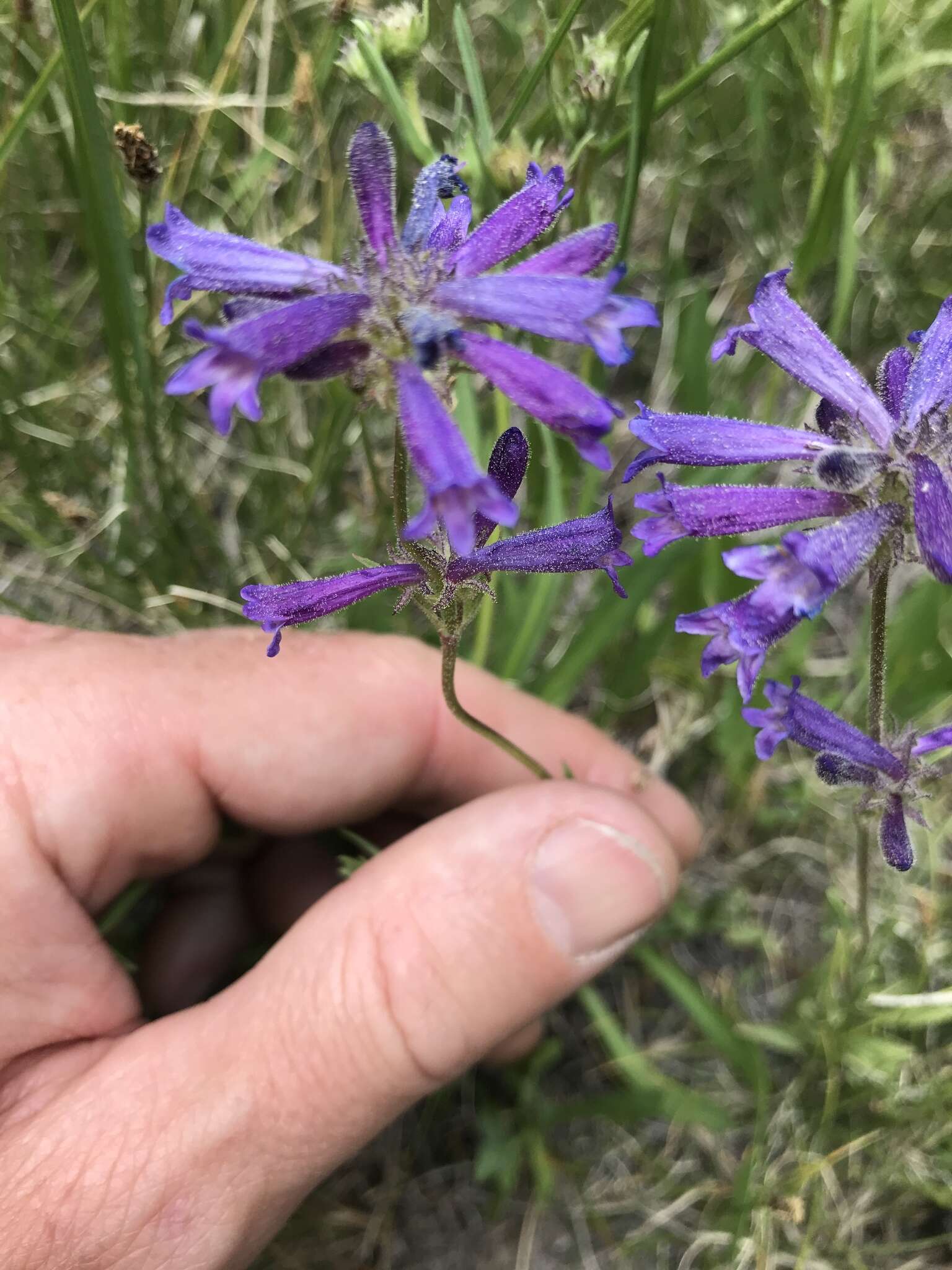 Image of Sierra beardtongue