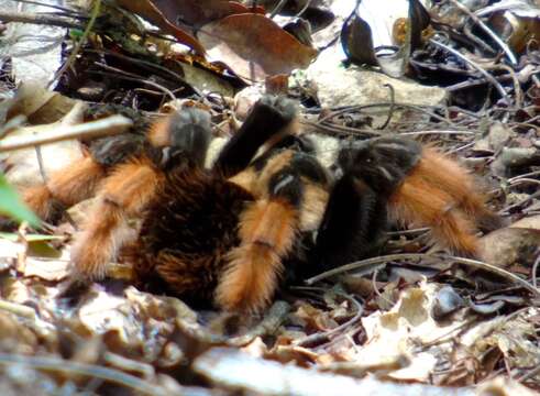 Image of Mexican redleg tarantula