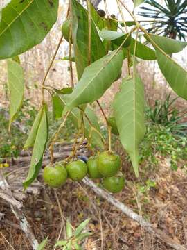 Image of Vitex beraviensis Vatke