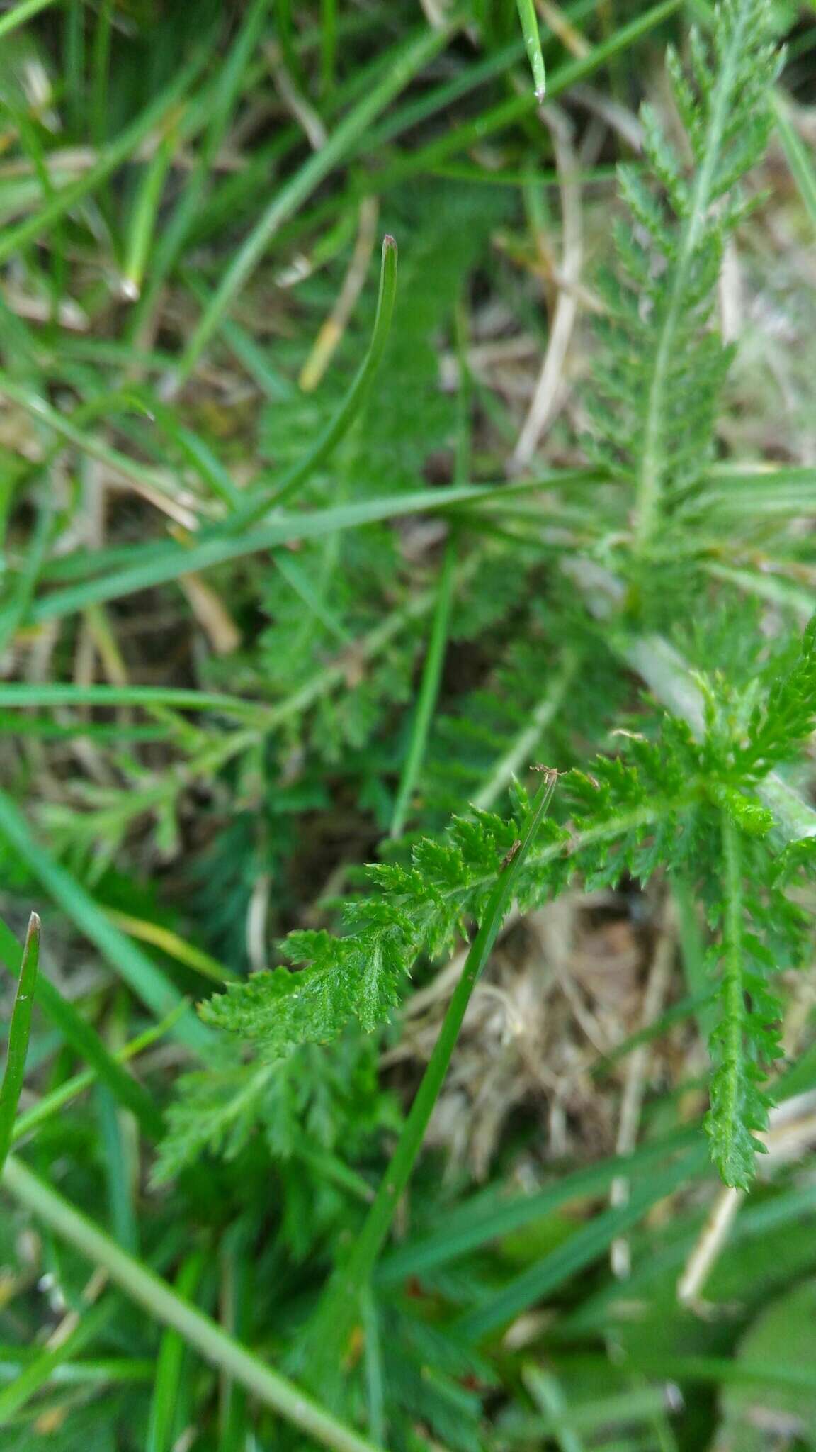 Achillea roseo-alba Ehrend. resmi