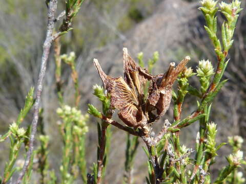 Image of Diosma acmaeophylla Eckl. & Zeyh.