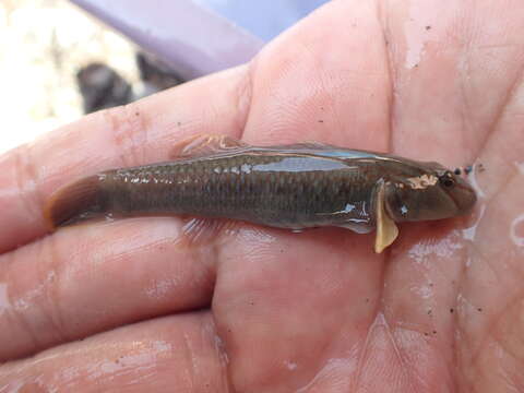 Imagem de Rhinogobius candidianus (Regan 1908)