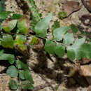 Image of Lindsaea heterophylla Dryand.