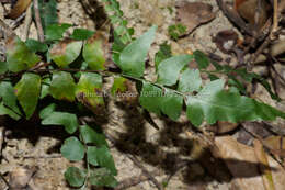 Image of Lindsaea heterophylla Dryand.