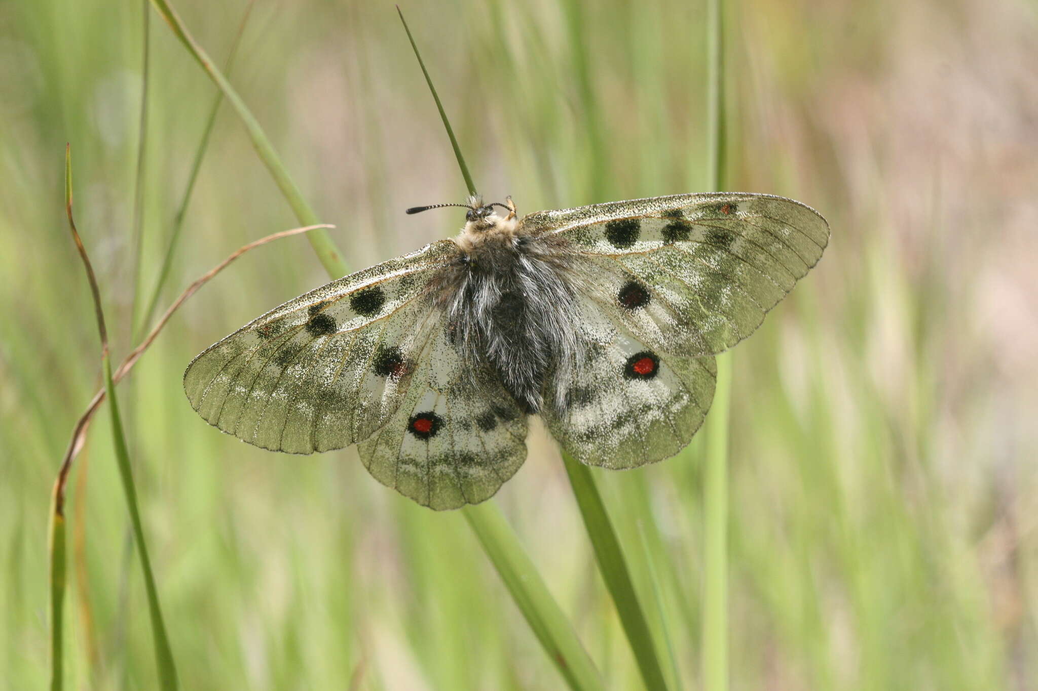 Image of Parnassius phoebus sacerdos Stichel 1906