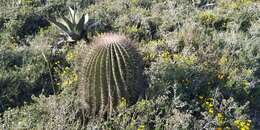 Image of Ferocactus haematacanthus (Muehlenpf.) Britton & Rose