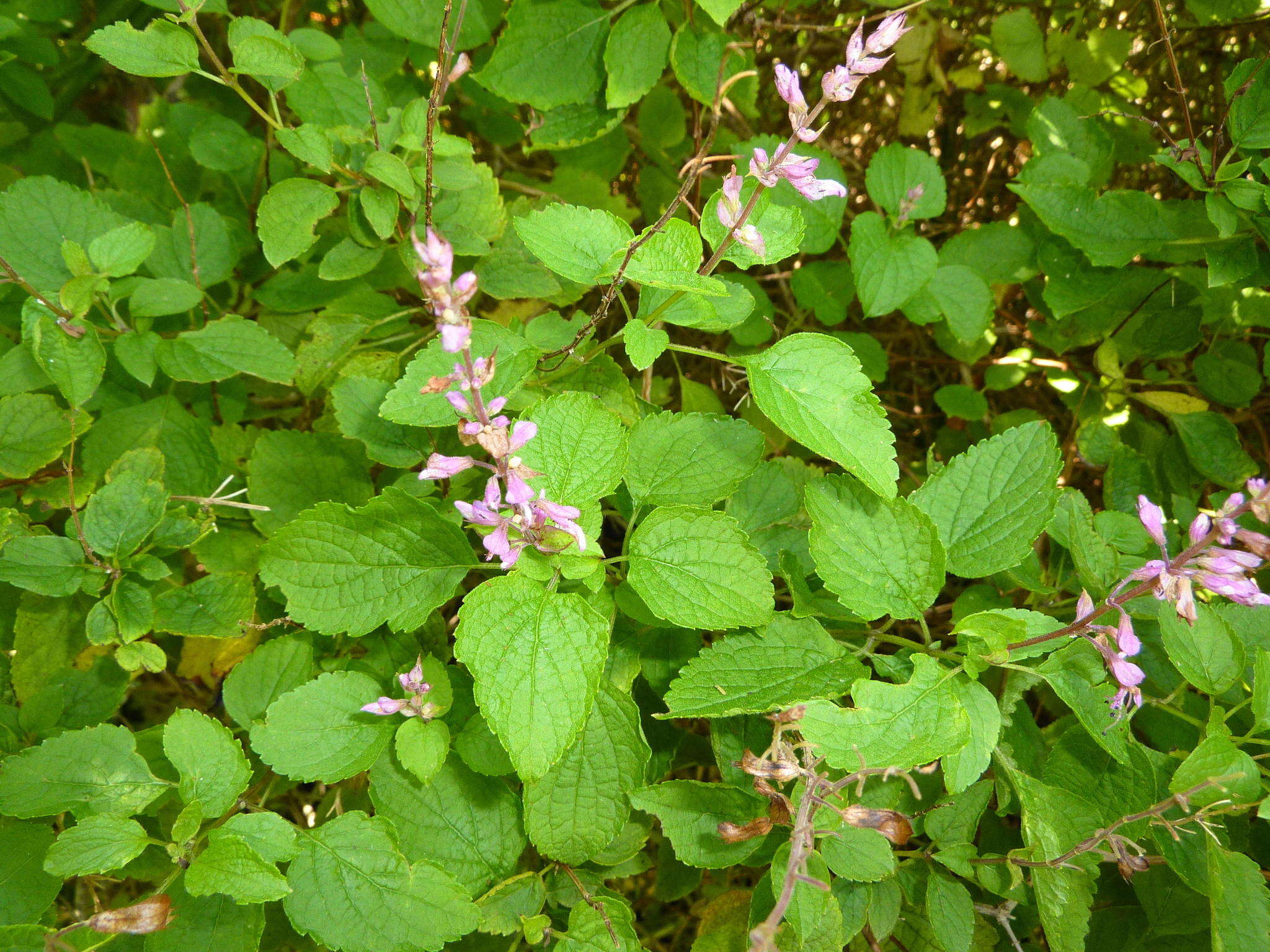 Image de Ocimum labiatum (N. E. Br.) A. J. Paton