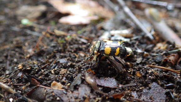 Image of Tomentose Burying Beetle