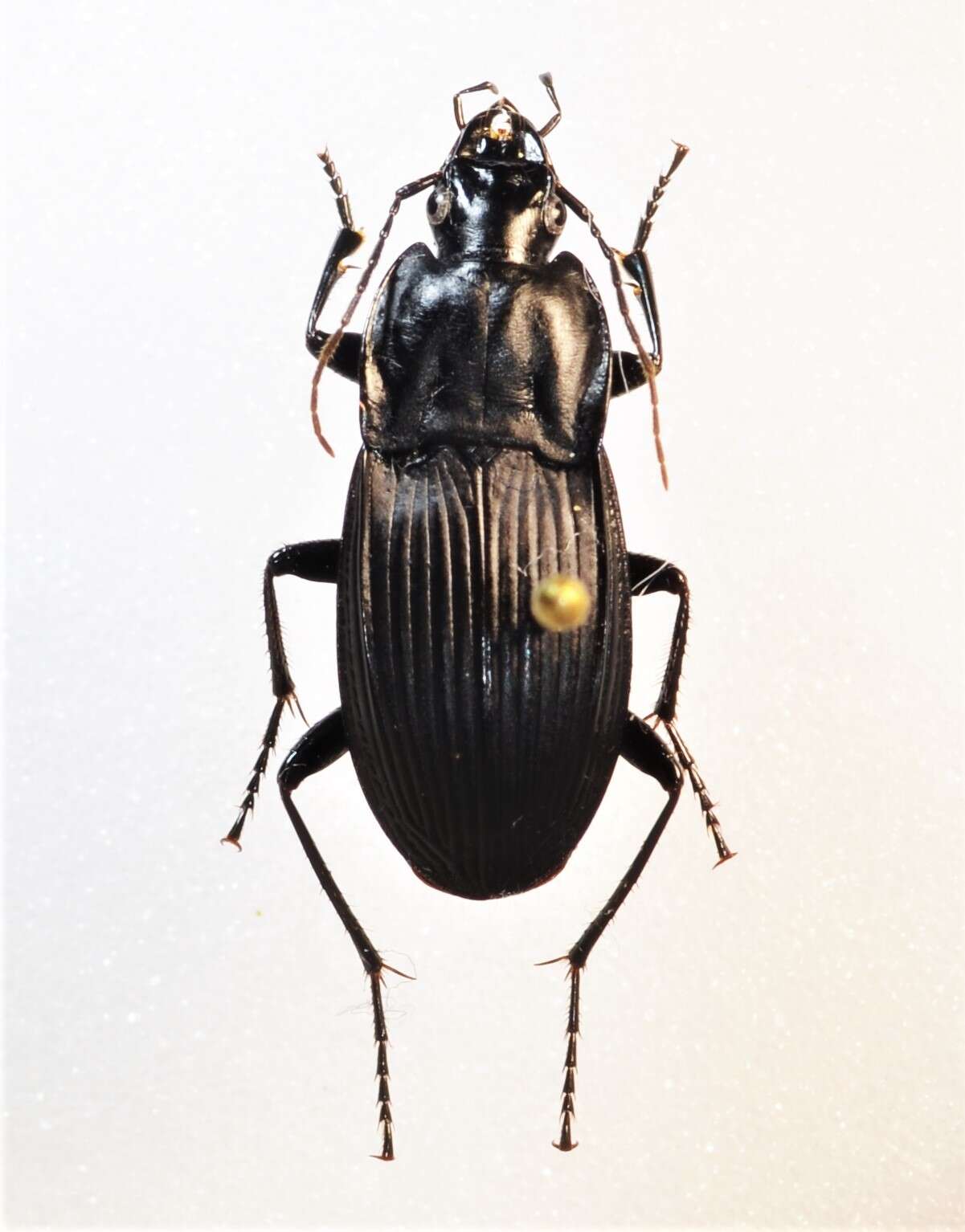 Image de Dicaelus (Paradicaelus) elongatus Bonelli 1813