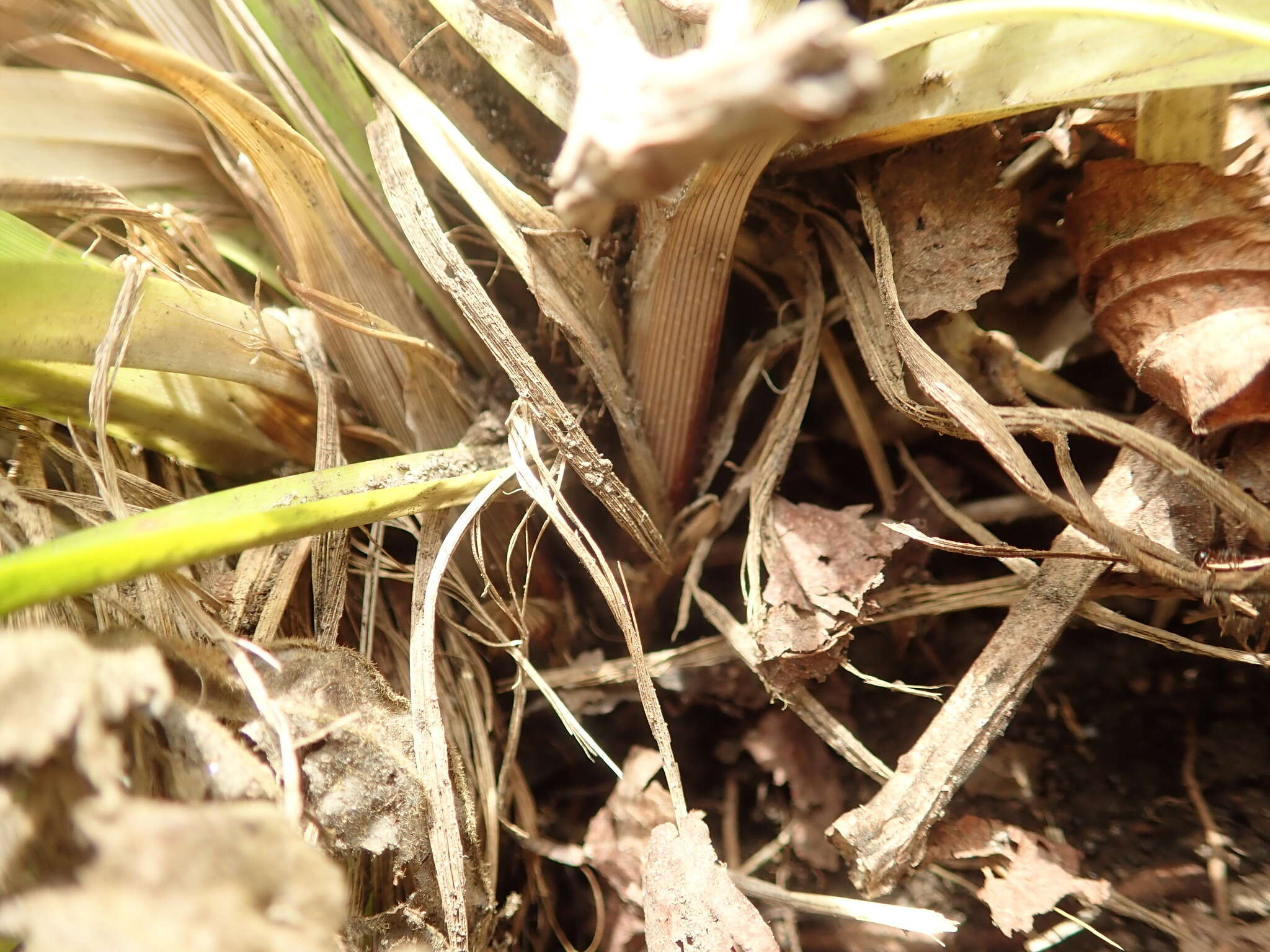 Imagem de Carex wahuensis C. A. Mey.