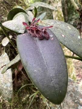 Image of hairy bonnet orchid