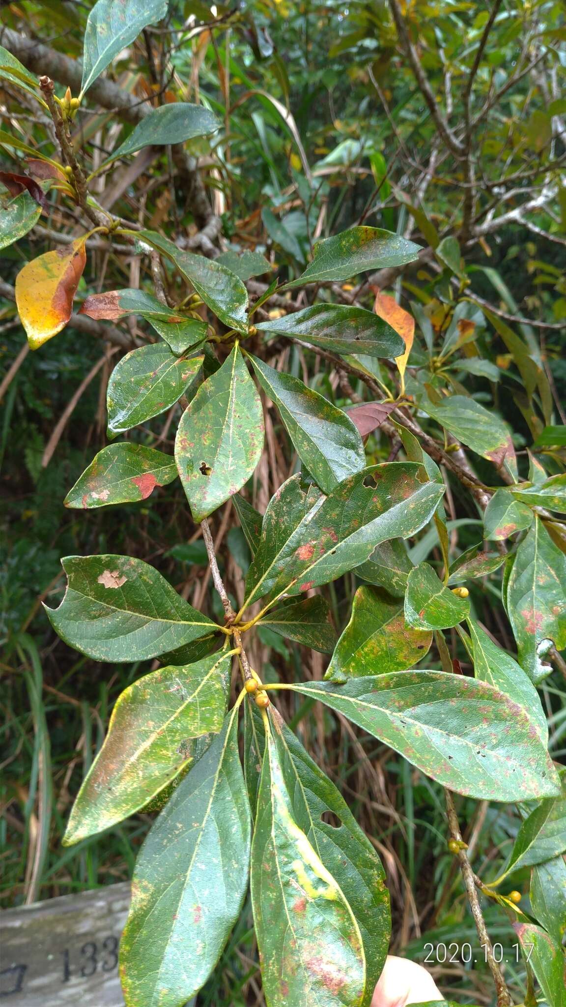 Image of Lindera erythrocarpa Makino