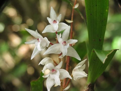 Image of <i>Eria bicolor</i>