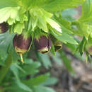 Image of Helleborus vesicarius Aucher