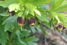 Image of Helleborus vesicarius Aucher