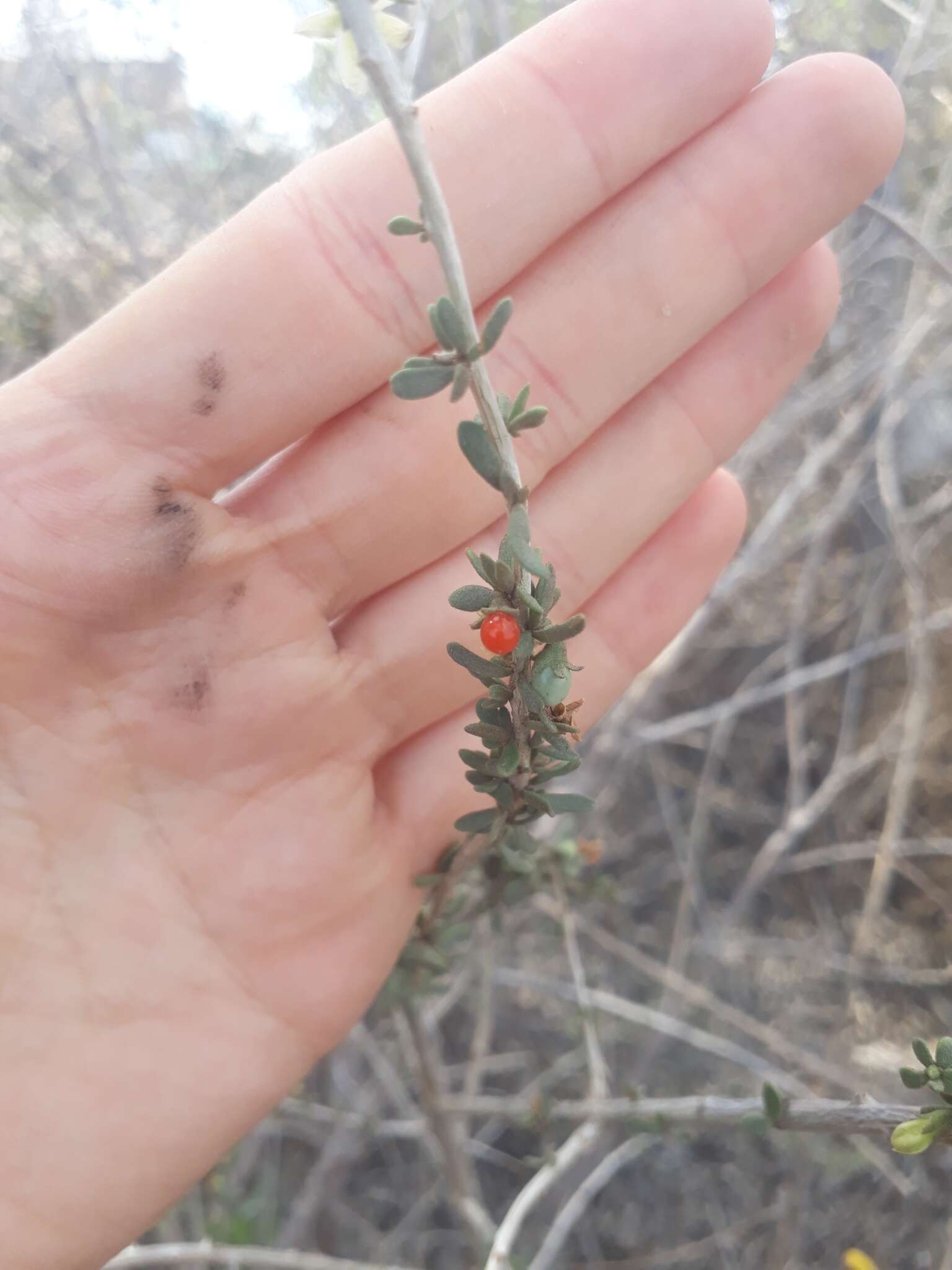 Image of Lycium chilense var. confertifolium (Miers) F. A. Barkley