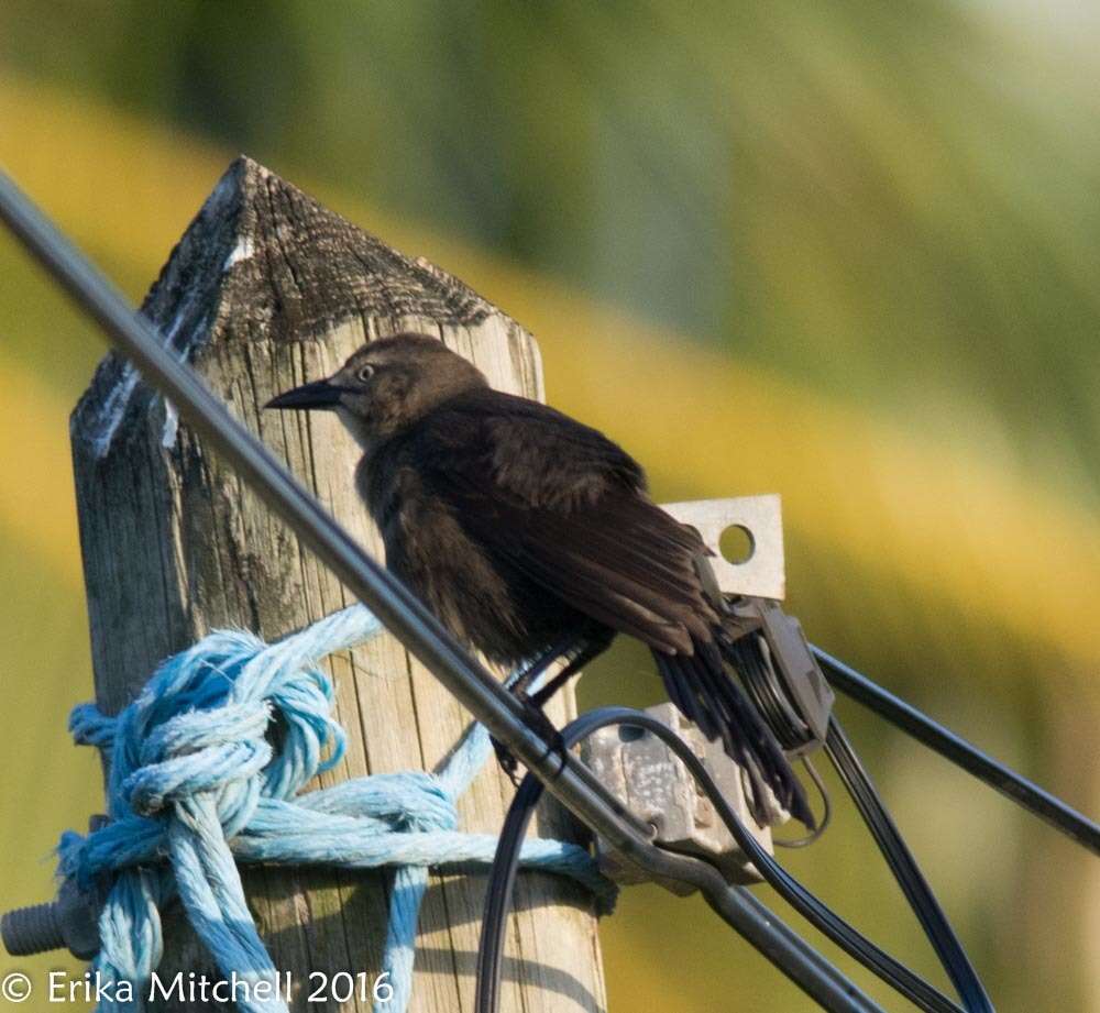 Image of Carib Grackle