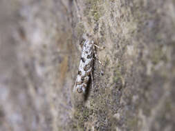 صورة Phyllonorycter populifoliella (Treitschke 1833)