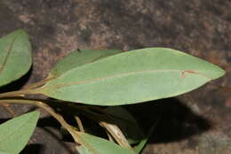 Image of Leathery Colicwood