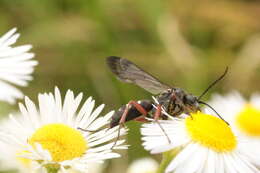 Episyron rufipes (Linnaeus 1758) resmi