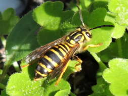 Vespula squamosa (Drury 1770) resmi