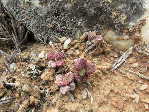 Image of Adromischus marianiae var. immaculatus Uitew.