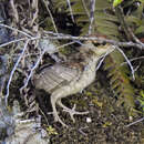 Image of Bonasa umbellus brunnescens Conover 1935