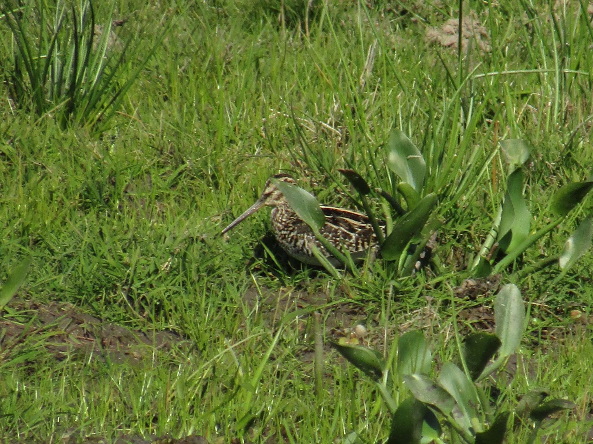 Imagem de Gallinago paraguaiae (Vieillot 1816)