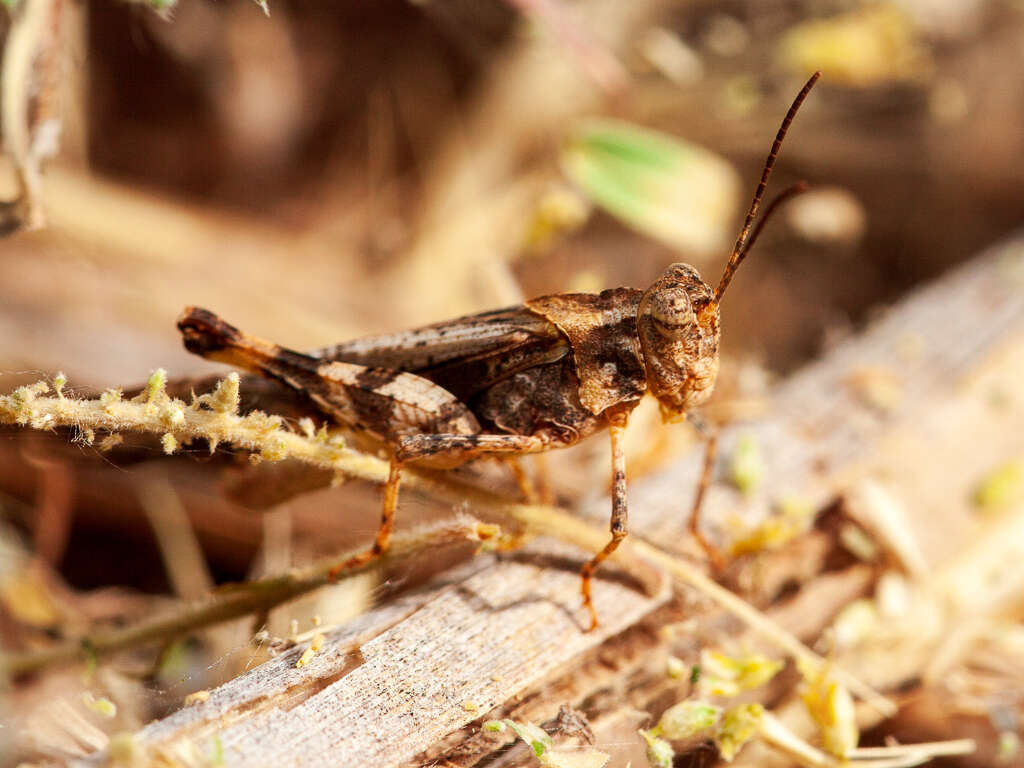 Image of Ridged Grasshopper