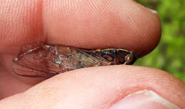 Image of Chatham Island cicada